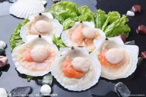 爆料海鲜扇贝的做法视频,视频教学，轻松学会美味扇贝烹饪技巧  第2张
