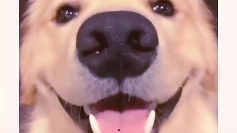 抖音网红狗子与我吃瓜 第1张 抖音网红狗子与我吃瓜 第1张